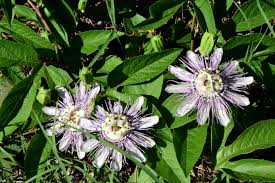 Nov 28, 2018 · what does it mean when the leaves of vinca flowers turn yellow?. Purple Passionflower Georgia Native Plant Society Facebook