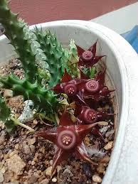 Image result for Duvalia polita