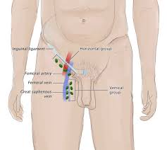 Abdomen human body organ human anatomy stomach png clipart. Anterior Abdominal Wall Amboss