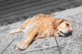 How To Help Raise Your Dog S Platelet Count My Animals