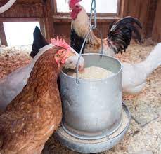 An Overview Of What To Feed Chickens Backyard Poultry