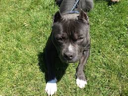 Advice when buying a american pit bull terrier. Pitbull Puppies For Sale Pittsburgh Guide At Puppies Share Real Com