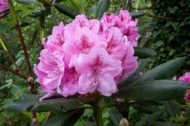 These 20 Flowering Shrubs Will Fill Your Garden With Blooms Flowering Shrubs Shrubs Flowers