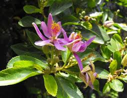 Image result for Grewia herbacea