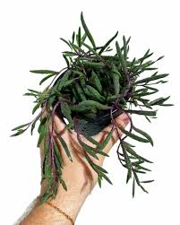 Image result for Senecio purpureus