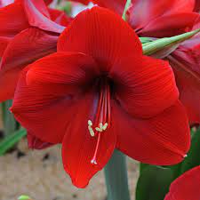 Pin On Amaryllis Flowers Part 1