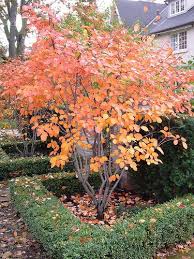 Image result for Amelanchier alnifolia