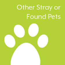 I created this page for columbia county residents to help reunite owners with their lost pets. Office Of Animal Services Stray Or Found Animals