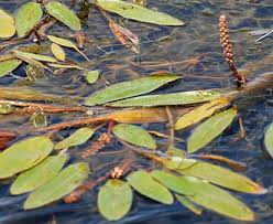 Image result for Potamogeton nodosus