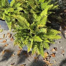 Image result for Polystichum transvaalense