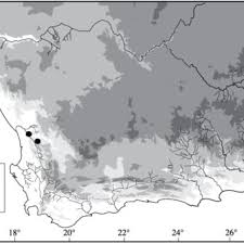 Image result for Walleria mackenziei