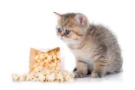 You should never make popcorn a part of your kitty's daily diet. Can Cats Eat Popcorn Pet Comments