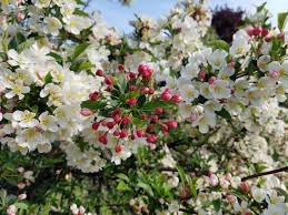 Each conical flowerhead can measure up to 18 (45 cm) long and is made up of clusters of small white flowers. What Are The Best Flowering Trees For A Small Yard Unh Extension