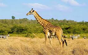 Giraffes are the world's tallest mammals, thanks to their towering legs and long necks. Giraffe Habitat And Distribution Giraffe Facts And Information