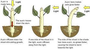 All About Phototropism Biology Plants Plant Science Life Science Lessons