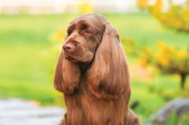 Image result for sussex španěl