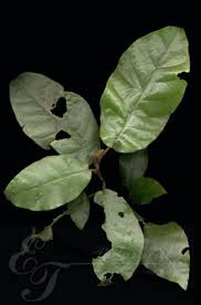 Image result for Trichocladus