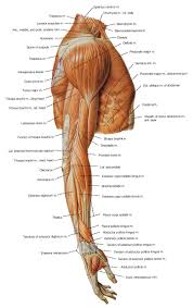 This is a fusiform muscle that forms the lateral boundary of the cubital fossa and is the most superficial muscle on the radial side of the forearm. Musculature Of The Arm Right Lateral View Shoulder Anatomy Leg Anatomy Shoulder Muscle Anatomy