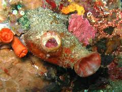 Burleigh Heads Check List · iNaturalist NZ