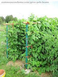 I put a wood steak at the ends of the rows sticking about 6 feet out of the ground. Grow Pole Beans On A Bean Trellis For Easy Picking And Preserving