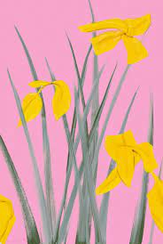 Check spelling or type a new query. Summer Flowers By Alex Katz Lococo Fine Art Publisher