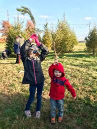 Maybe you would like to learn more about one of these? Christmas Tree Farms Cut Your Own Christmas Tree Near Lousiville