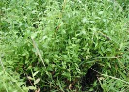 Image result for Arthraxon lancifolius