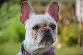 Welcome to stargate french bulldogs, breeders of akc french bulldogs. Berlin West French Bulldogs Home Facebook