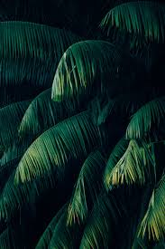 Maybe you would like to learn more about one of these? Tropical Wallpapers Free Hd Download 500 Hq Unsplash
