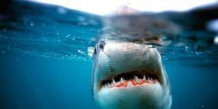 Giant scary shark with sharp teeth under water in aquarium. Scariest Shark Dives