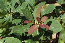 Image result for Terminalia bellirica