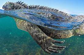 612 6k Likes 2 675 Comments National Geographic Natgeo On Instagram Photograph By Thomaspeschak Marine Iguanas Are Th Galapagos Ocean Creatures Iguana