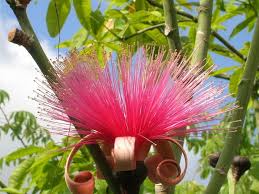 Image result for Malvaceae subfamily Bombacoideae