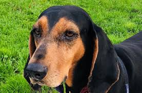 About black and tan coonhounds this true american breed was created 300 years ago by combining the bloodhound with foxhounds. Black Tan Coonhound Breed Information Guide Facts Pictures Bark