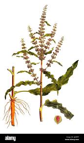 Image result for Rumex crispus