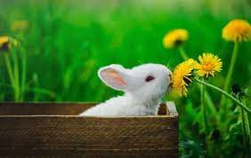 Find a list of websites that offer free jigsaw puzzles or all levels of difficulty you can either download or complete online. G2gpipopsmpoim