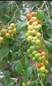 10 balasan ke bidara dari khasiat gangguan jin hingga herbal. 12 Khasiat Buah Bidara Bagi Kesehatan Atmago