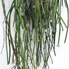 Image result for Rhipsalis baccifera