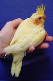 Maybe you would like to learn more about one of these? Baby Cockatiel Lutino Pet O Pets