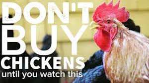 Free with kindle unlimited membership learn more. Don T Buy Chickens Until You Watch This Youtube
