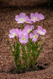 We did not find results for: When Where And How To Grow Mexican Evening Primrose Dengarden