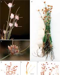 Image result for Bulbostylis hispidula