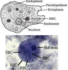 Guia De Estudio Parasitology Class Id Pictures Names Only Unidades De Estudio De Quizlet Por Hugomanuel Itz Flashcards Medical Laboratory Science Study Tools