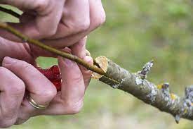 Easy to grow and maintain, with or without a green thumb. I Joined A Guerilla Mission To Turn City Trees Into Fruit Trees