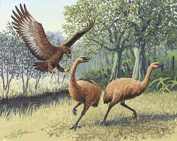 Haast S Eagle Extinct Animals Prehistoric Animals Extinction