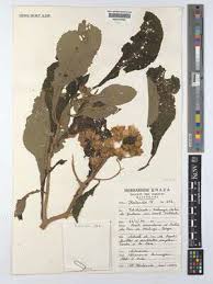 Image result for Vernonia kirungae