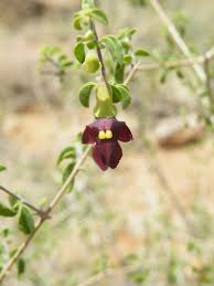 Image result for Tinnea antiscorbutica