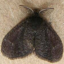 Image result for Emiliella exigua