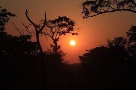 Image result for Sericanthe chimanimaniensis