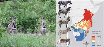 Why can zebras adapt to the african land? Colourful Chameleons And Stripy Zebras The Coolest Animals In Africa Adbscience